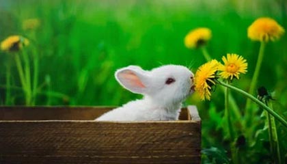 《歧路旅人0》中精英敌人的位置指南